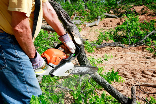 Best Tree Pruning Services  in Brilliant, AL